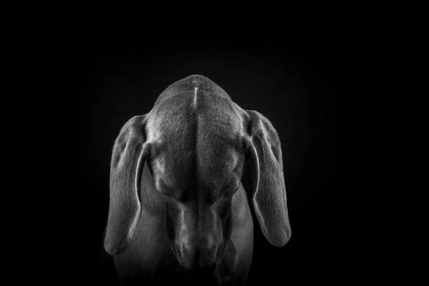 Weimaraner Dog Portraits