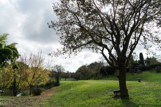 autumn in the park stock photo