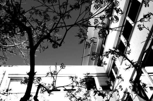 istock Modern office building with a bare tree in extremely steep perspective in black and white 1126875892