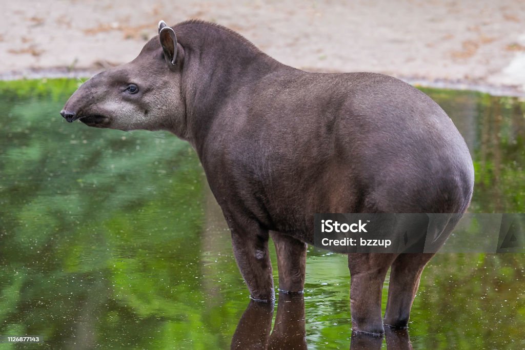 Baby Tapir Standing In The Puddle With Reflection Stock Photo - Download  Image Now - Tapir, Animal, Animal Wildlife - iStock