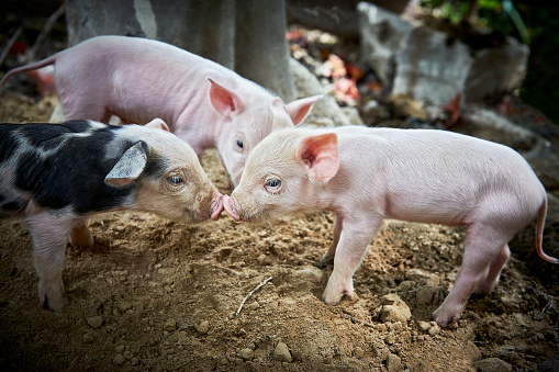 Three piglets playing outside a piggery in Port Barton, Palawan, Philippines