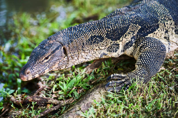 istock Monitor lizard at Lumpini Park, Bangkok 1126878574