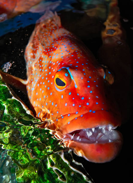 Snapper Fish Eye 100+ Big Eye Snapper Stock Photos, Pictures & Royalty-Free Images - iStock