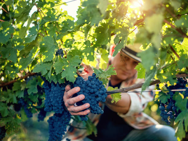 enologo che raccoglie uva - vendemmia foto e immagini stock