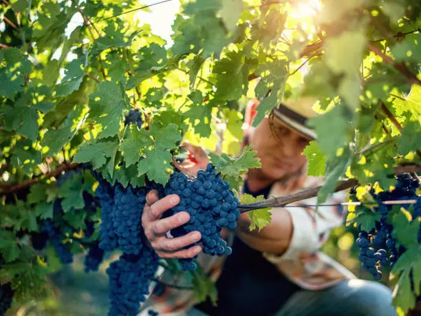 Photo of Winemaker harvesting grapes