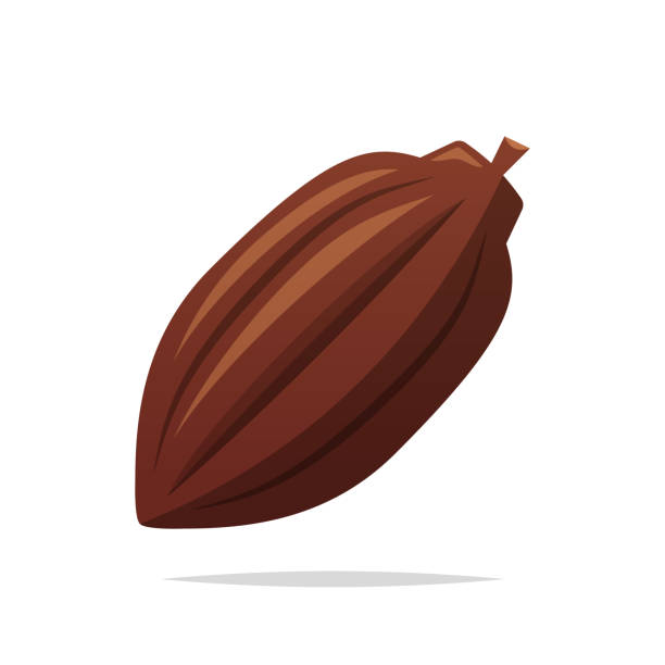 Cacao pod vector isolated illustration Vector element cocoa bean stock illustrations