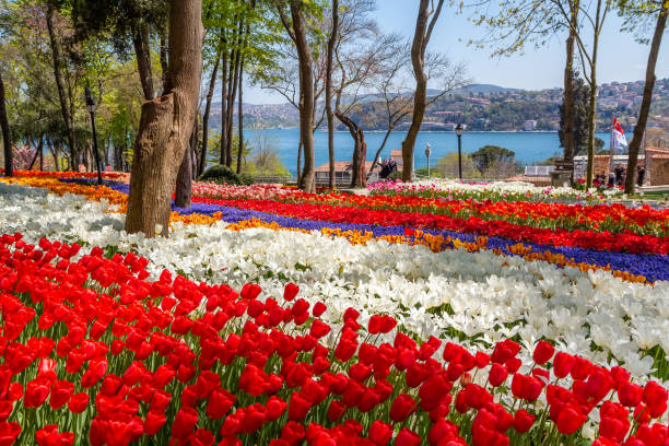 튤립 축제 emirgan 공원, 이스탄불, 터키에서에서 밝은 다채로운 튤립 꽃밭 - red nature individuality orange 뉴스 사진 이미지