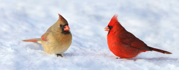 istock couple of cardinal in snow 1126883222