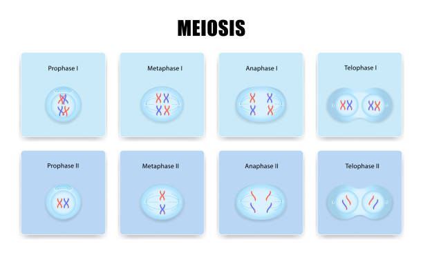 illustrations, cliparts, dessins animés et icônes de division de la méiose cellulaire - mitosis