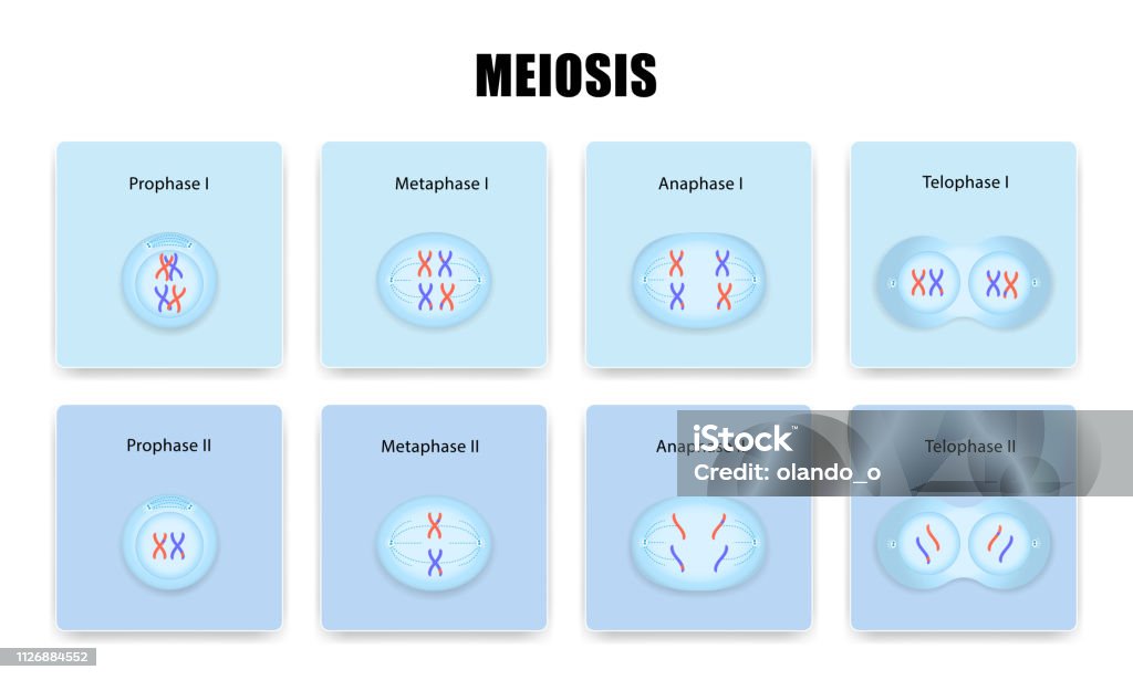 Podział komórek mejozy - Grafika wektorowa royalty-free (Mejoza)