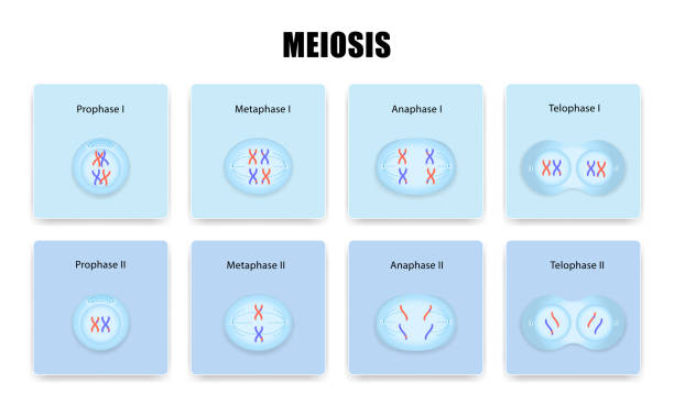 ilustrações, clipart, desenhos animados e ícones de divisão celular meiose - mitose