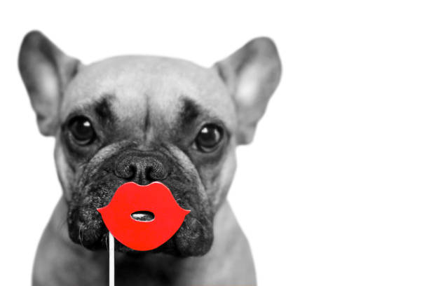 Black and white cute French Bulldog dog with selective red color kiss lips photo prop in front of white backgroundwith dog studio photography i love you photos stock pictures, royalty-free photos & images