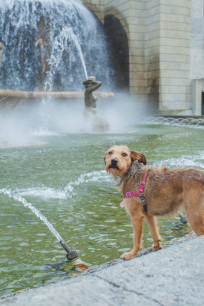 a big fountain on the Alameda square