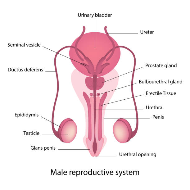анатомия мужской репродуктивной системы - головка пениса иллюстрации stock illustrations