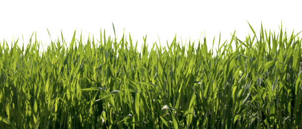 istock Fresh spring green grass field, isolated with clipping path 1126886098