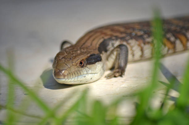 istock Australian native Blue Tongue Lizard, Tiliqua scincoides, behind green grass. 1126886707