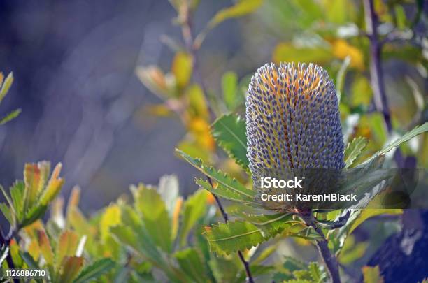 Australian Native Old Man Banskia Flower Banksia Serrata Royal National Park Sydney Nsw Australia Stock Photo - Download Image Now