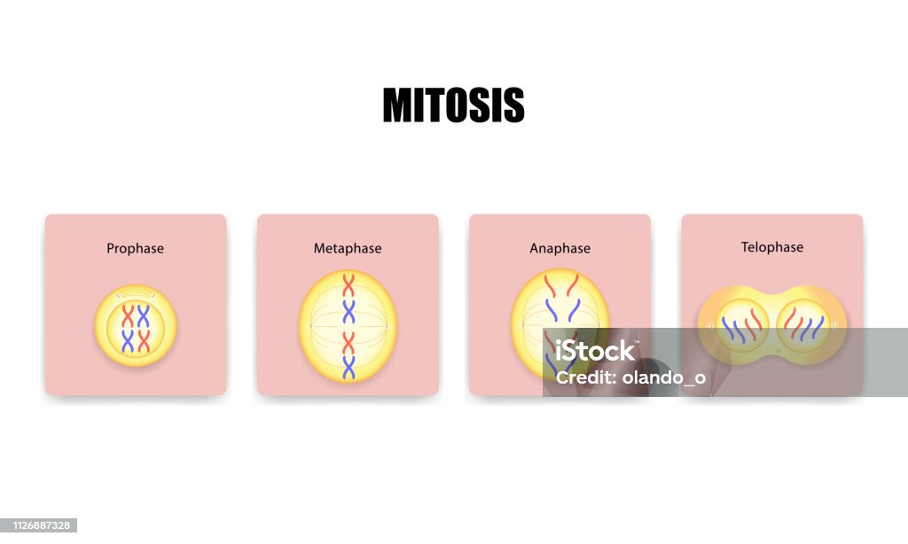 Podział komórek mitozy - Grafika wektorowa royalty-free (Mitoza)