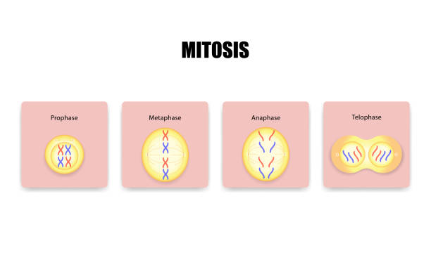 podział komórek mitozy - mitoma stock illustrations