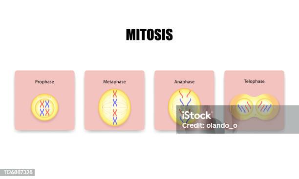 Podział Komórek Mitozy - Stockowe grafiki wektorowe i więcej obrazów Mitoza - Mitoza, Jądro komórkowe, Anatomia człowieka