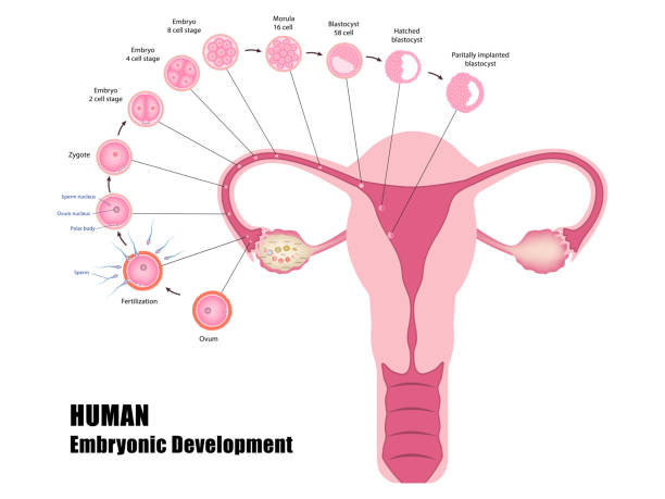ilustrações de stock, clip art, desenhos animados e ícones de early stages of human development - ovulação