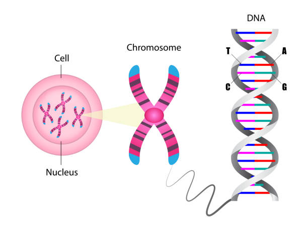 diagramm der chromosomen und dna-struktur - chromosome stock-grafiken, -clipart, -cartoons und -symbole