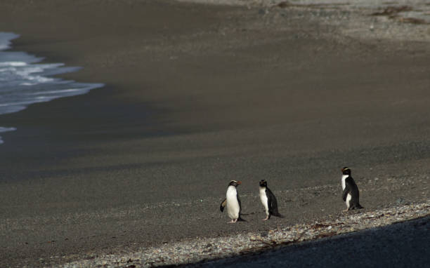 Fiordland crested penguins on a remote beach stock photo