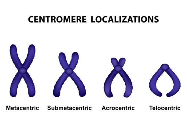 illustrations, cliparts, dessins animés et icônes de type de chromosome selon la position du centromère - chromatid