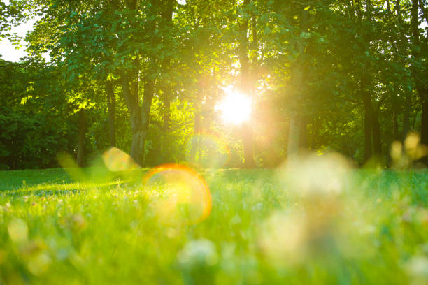 istock Morning garden flowers 1126887850
