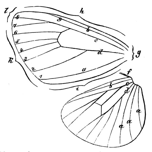 Butterfly wing Illustration of a Butterfly wing admiral butterfly stock illustrations