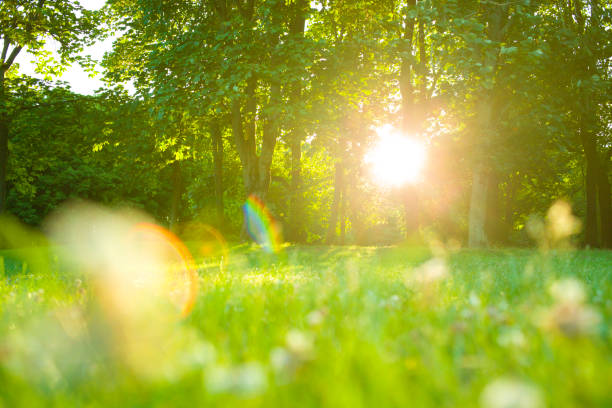 istock Morning garden flowers 1126888604