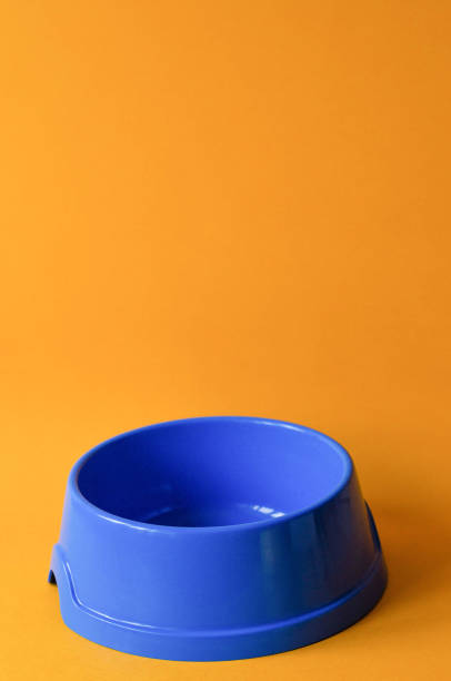 istock One empty pet blue bowl on an orange background. 1126888662