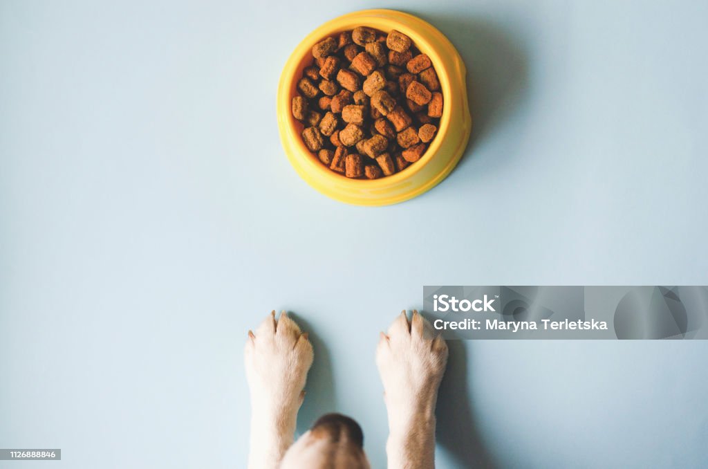One bowl of yellow color with food and paws with a dog face. One yellow bowl with pet food. Nearby looks muzzle and paws of a beagle breed dog. Dog Stock Photo