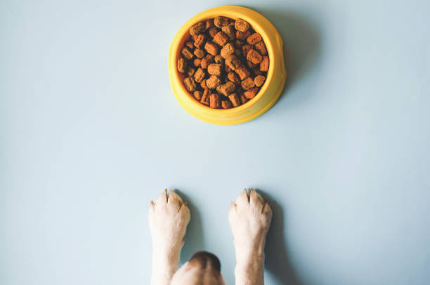 One bowl of yellow color with food and paws with a dog face. One yellow bowl with pet food. Nearby looks muzzle and paws of a beagle breed dog. animal foot photos stock pictures, royalty-free photos & images