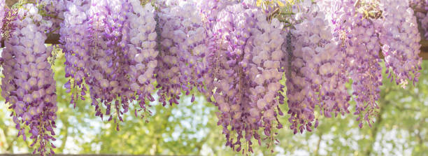 istock Panoramic image of blooming wisteria 1126889100