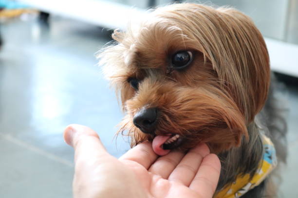 istock yorkshire terrier lovingly licking the hand of his tutor 1126890220
