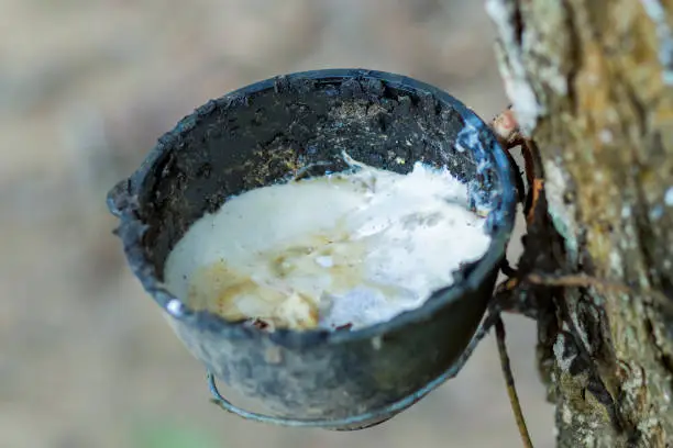 plantation of rubber collection of juice of hevea latex milk liquid collected in a bowl on a background of bark thickened