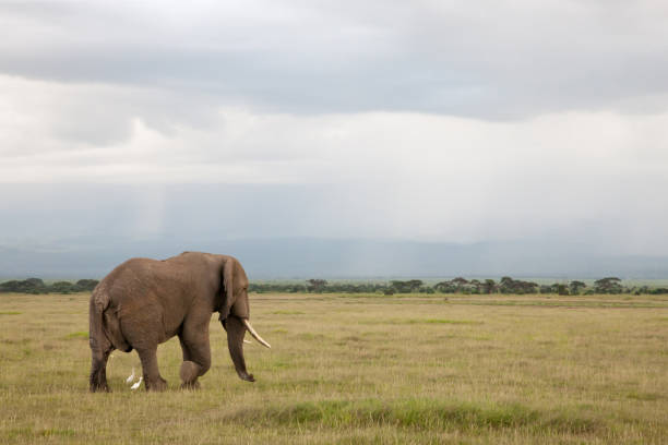 istock Elephant is walking in the savannah with white birds 1126892291