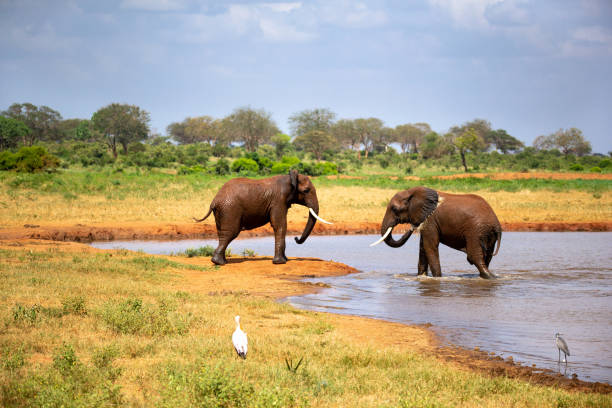 istock Elephants in the savannah near a water hole 1126892343