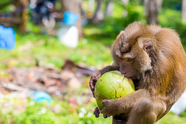 Moneky forest Ubud, Bali, Indonesia