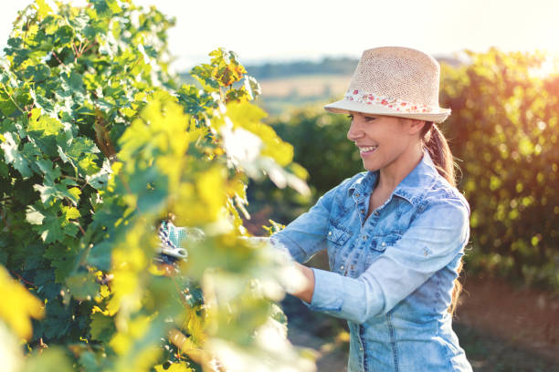 istock Woman harvesting the grapes 1126892616