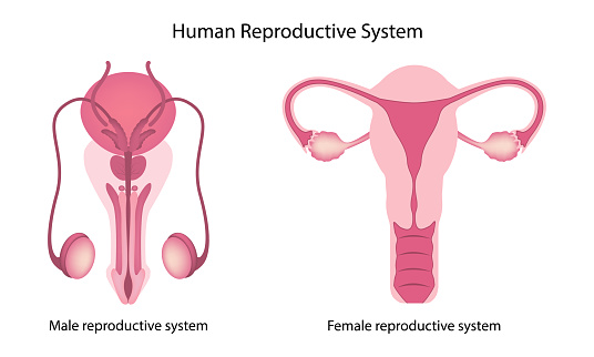 Human reproductive system anatomy