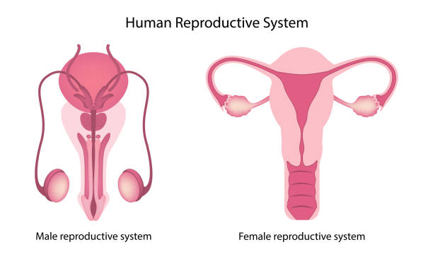 Human reproductive system anatomy Human reproductive system anatomy testis stock illustrations