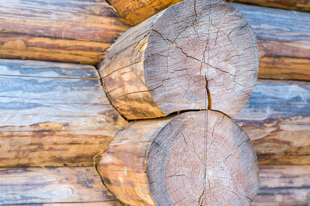 istock large round log wooden background folded wall house rustic background base base close-up light beige pattern 1126893710