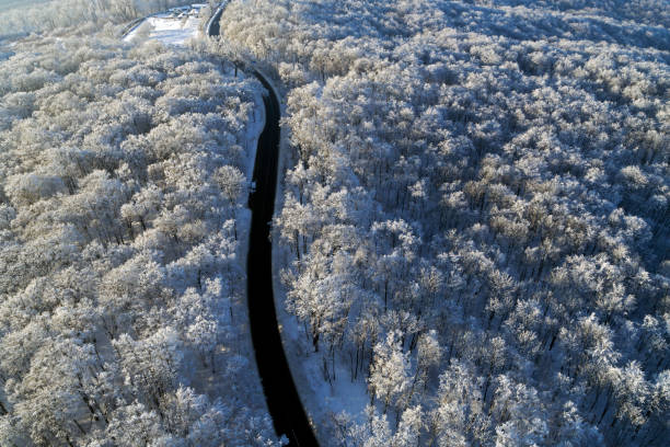 Aerial Waldbäume im winter – Foto