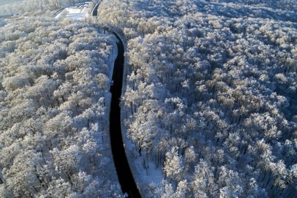 arbres de la forêt aérienne en hiver - Photo