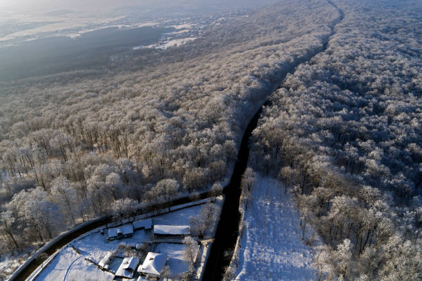 Aerial Waldbäume im winter – Foto