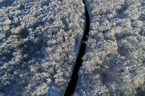 Aerial Waldbäume im winter – Foto
