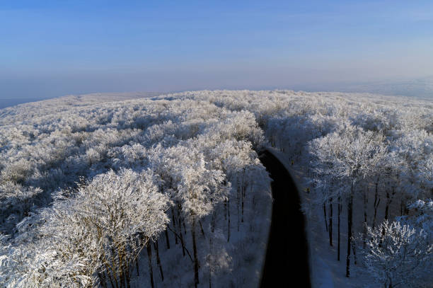 alberi forestali aerei in inverno - foto stock