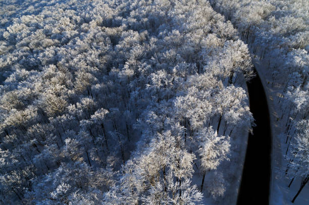 arbres de la forêt aérienne en hiver - Photo